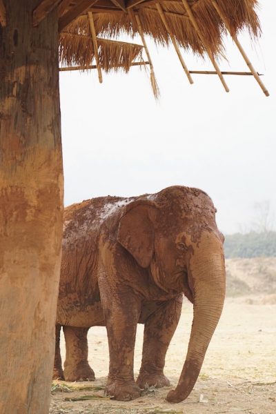 Why Elephant Nature Park Will Touch Your Heart | Are you visiting Thailand and you're interested in interacting with elephants in an ethical manner? Read more about Elephant Nature Park, an elephant sanctuary where elephants are treated with dignity and care. Think retirement home for elephants who have suffered over the years!