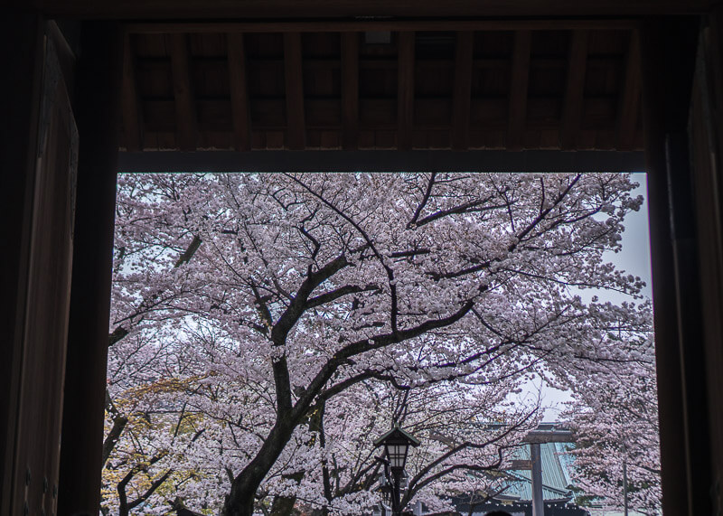 nomadic life new zealand japan - japan cherry blossoms photography