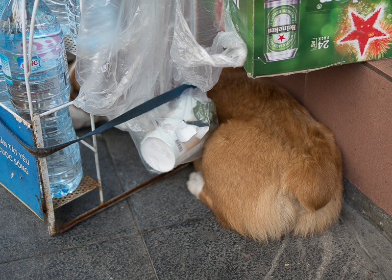 corgi hiding on the street | Chinese new year of the dog