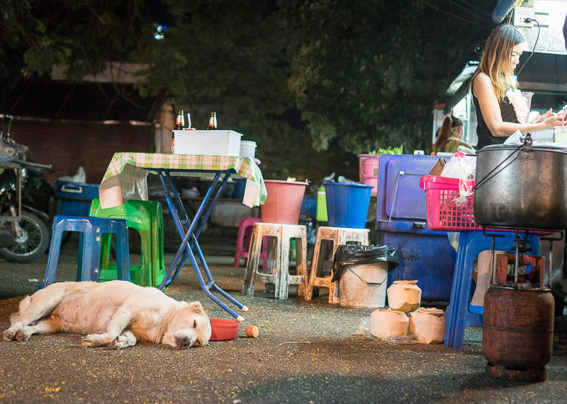 dog lying at night market | Chinese new year of the dog