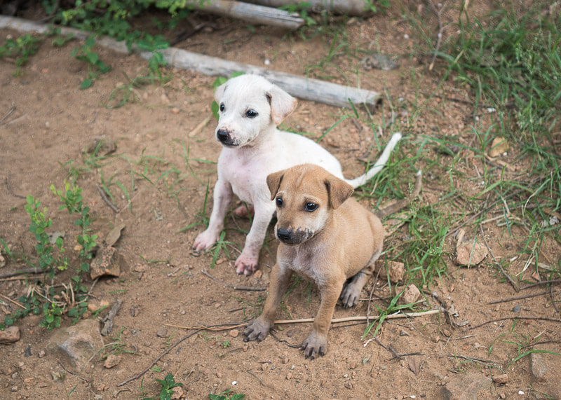 pair of puppies in bagan | Chinese new year of the dog