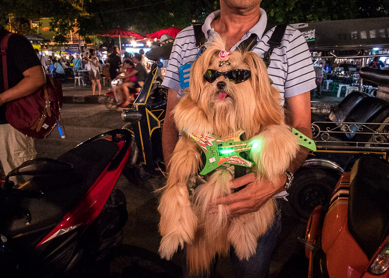 cute dog with sunglasses in chiang mai | Chinese new year of the dog