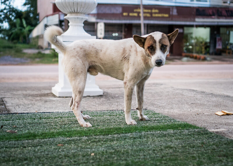dog standing by lawn | Chinese new year of the dog