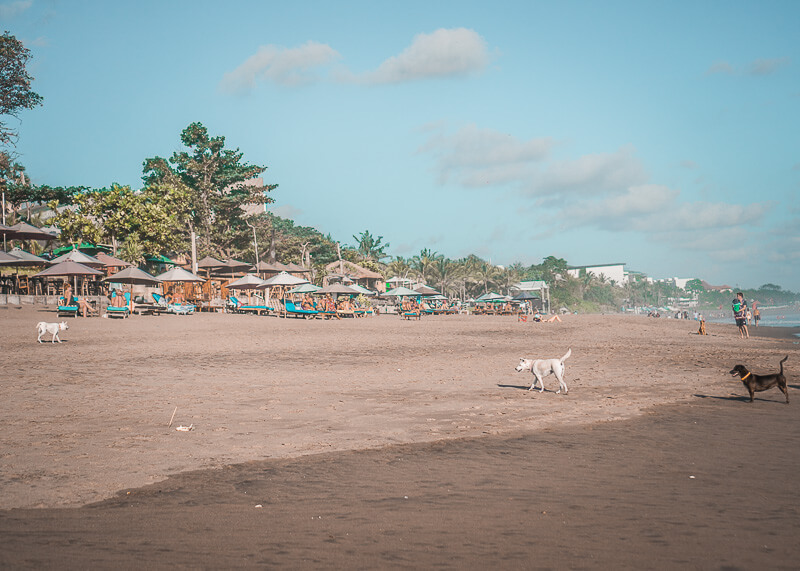 dogs by the beach | Chinese new year of the dog