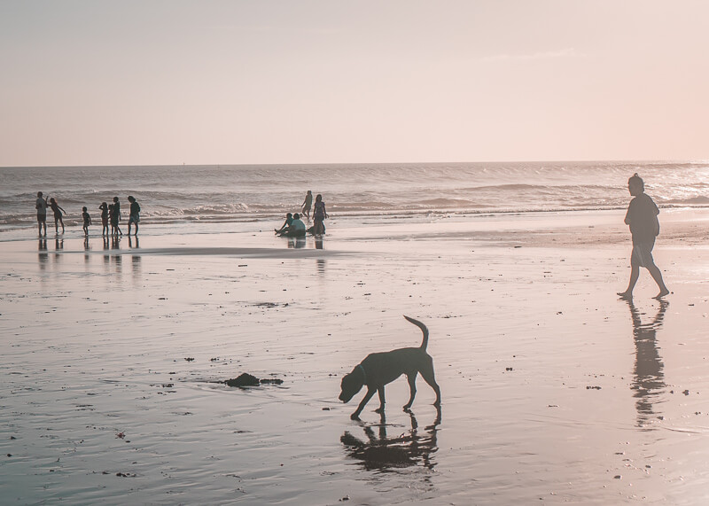 dog on Petitenget beach | Chinese new year of the dog