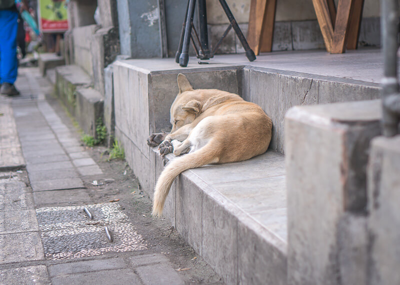 dog taking a nap in bali | Chinese new year of the dog