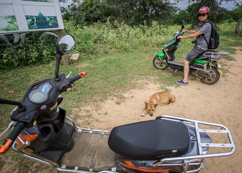 dog lying by our ebikes | Chinese new year of the dog