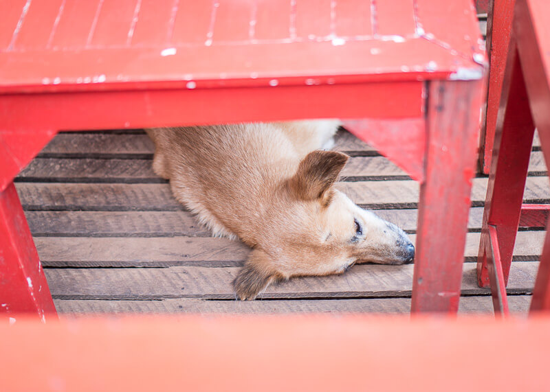 dog sleeping under table | Chinese new year of the dog
