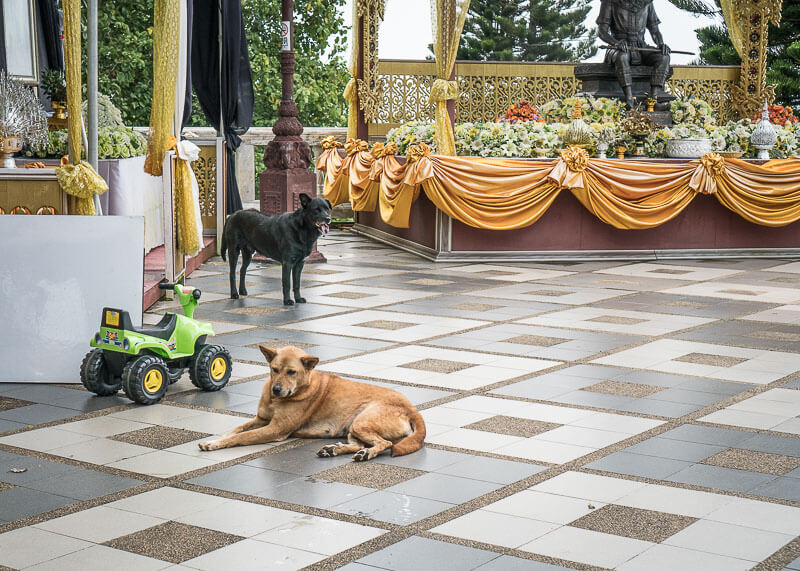 Temple dogs in Doi Suthep | Chinese new year of the dog