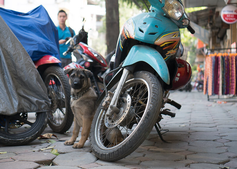 dogs by bike on hanoi street | Chinese new year of the dog