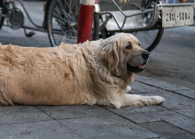 golden retriever lying on side of street | Chinese new year of the dog