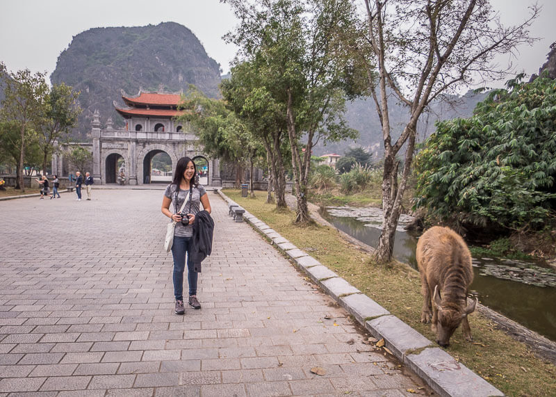 ninh binh travel blog - cow walking by