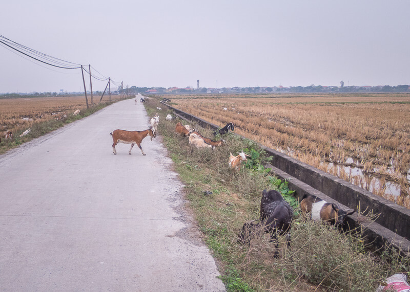ninh binh travel blog - goats on the road